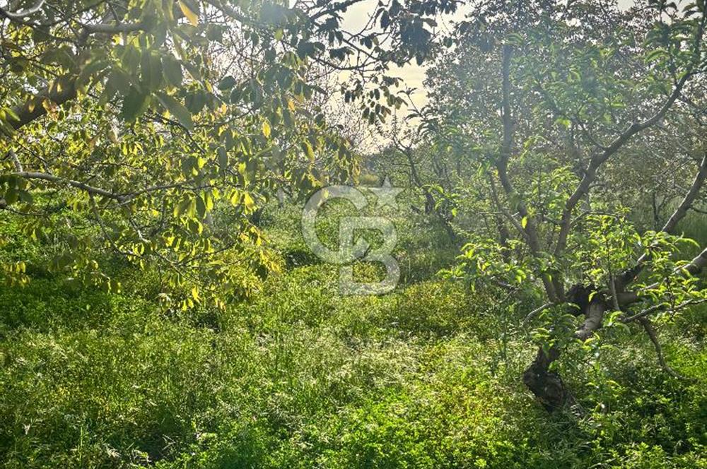 Bayramiç Örenli'de Altyapılı Satılık Yatırımlık Tarla