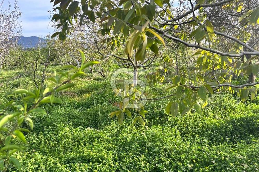 Bayramiç Örenli'de Altyapılı Satılık Yatırımlık Tarla