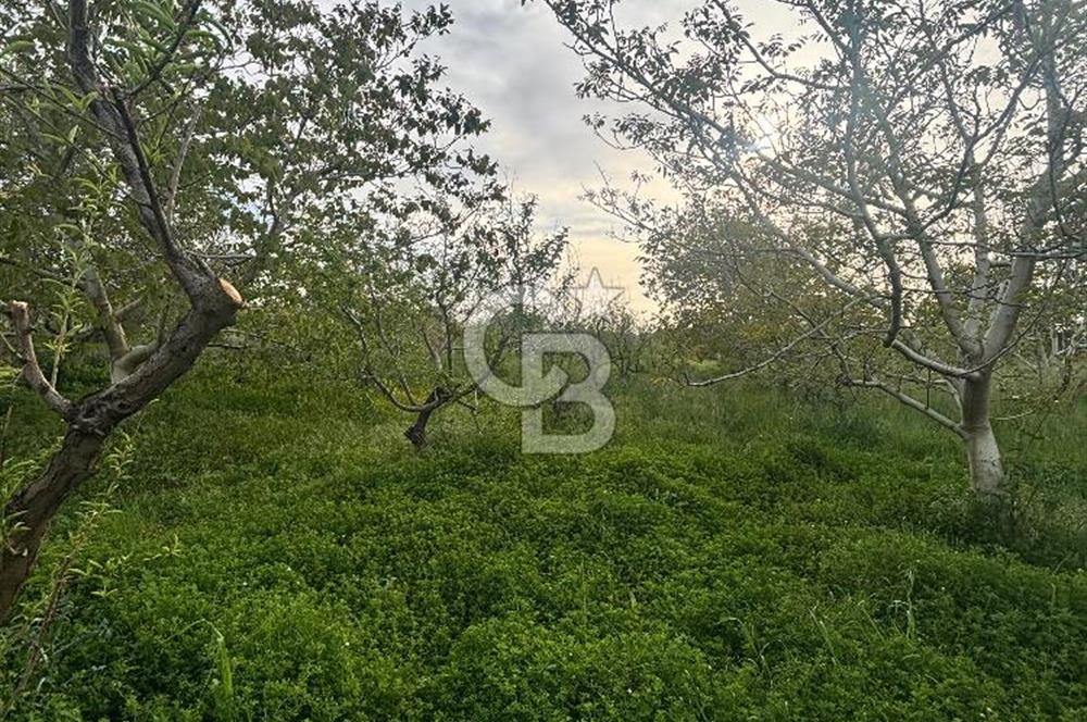 Bayramiç Örenli'de Altyapılı Satılık Yatırımlık Tarla