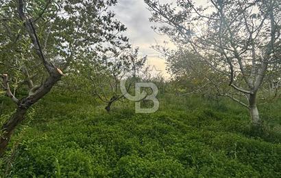 Bayramiç Örenli'de Altyapılı Satılık Yatırımlık Tarla