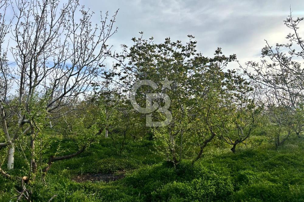 Bayramiç Örenli'de Altyapılı Satılık Yatırımlık Tarla