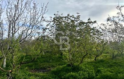 Bayramiç Örenli'de Altyapılı Satılık Yatırımlık Tarla