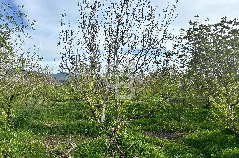 Bayramiç Örenli'de Altyapılı Satılık Yatırımlık Tarla
