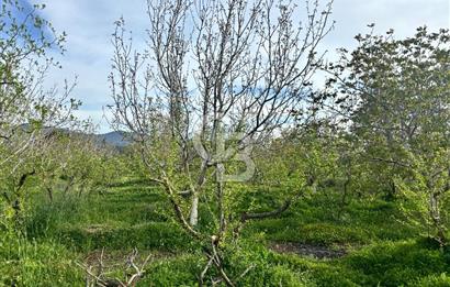 Bayramiç Örenli'de Altyapılı Satılık Yatırımlık Tarla