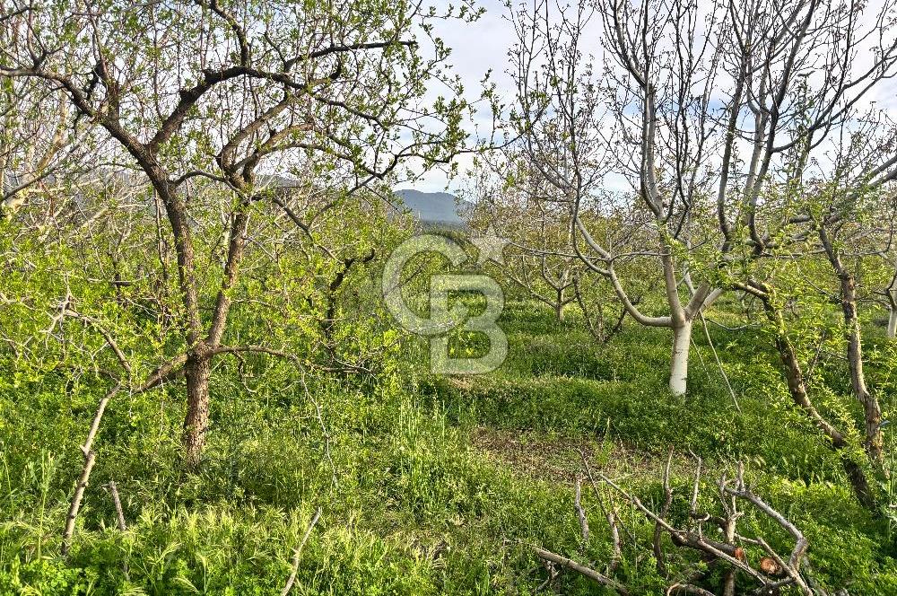 Bayramiç Örenli'de Altyapılı Satılık Yatırımlık Tarla