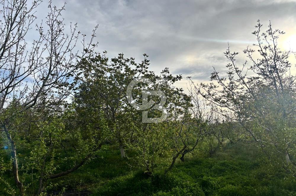 Bayramiç Örenli'de Altyapılı Satılık Yatırımlık Tarla