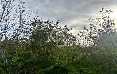 Bayramiç Örenli'de Altyapılı Satılık Yatırımlık Tarla