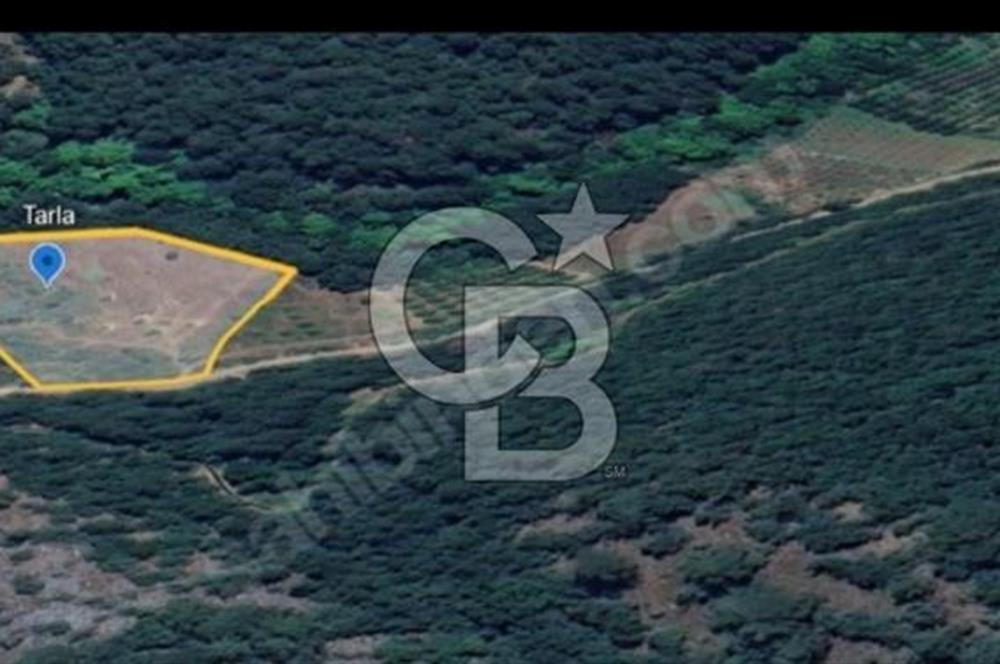 Bayramiç Çırpılar'da Satılık 2.600.000 TL Yatırımlık Tarla