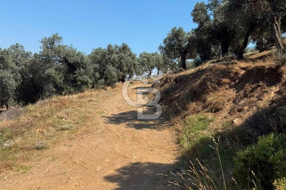 bayındır ergenlide merkeze 7 km mesafede yola cepheli zeytinlik