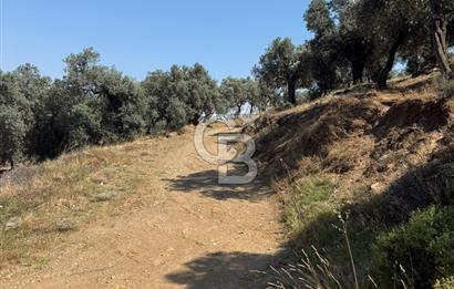 bayındır ergenlide merkeze 7 km mesafede yola cepheli zeytinlik