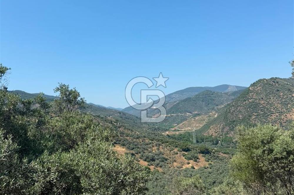 bayındır ergenlide merkeze 7 km mesafede yola cepheli zeytinlik