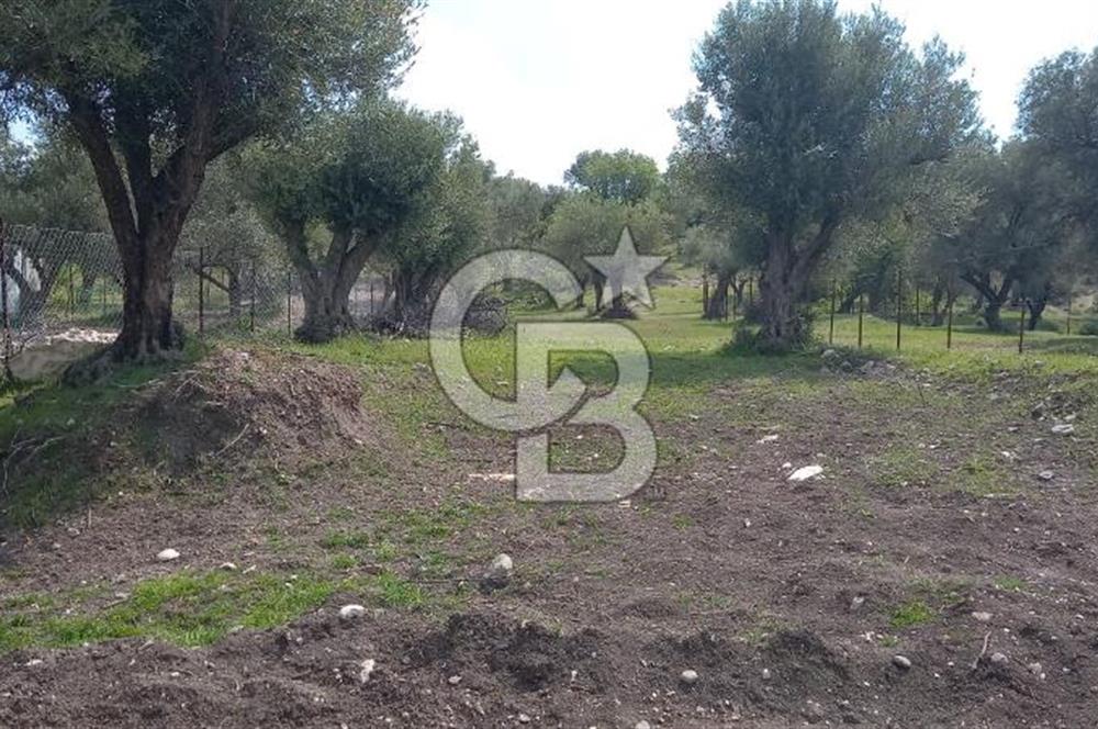 EVONA'DAN ŞEHZADELER KAĞAN MAHALLESİ'NDE 1.200 M² ARSA | 250 M²