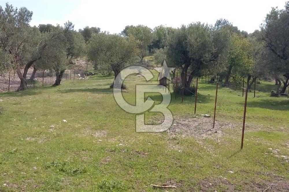 EVONA'DAN ŞEHZADELER KAĞAN MAHALLESİ'NDE 1.200 M² ARSA | 250 M²