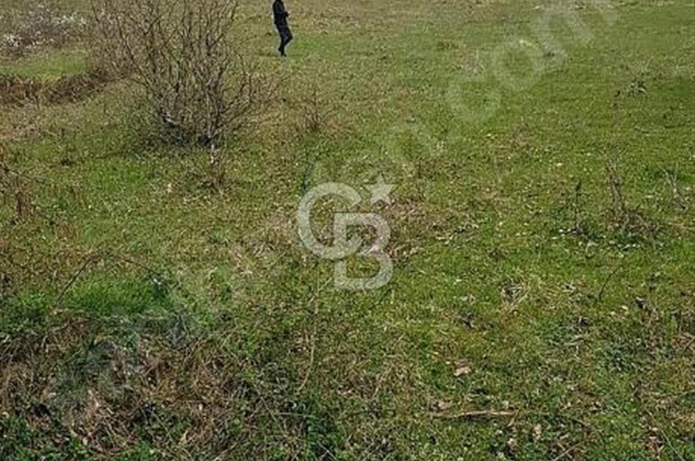 KANDIRADA YATIRIMLIK SATILIK VERİMLİ TARLA