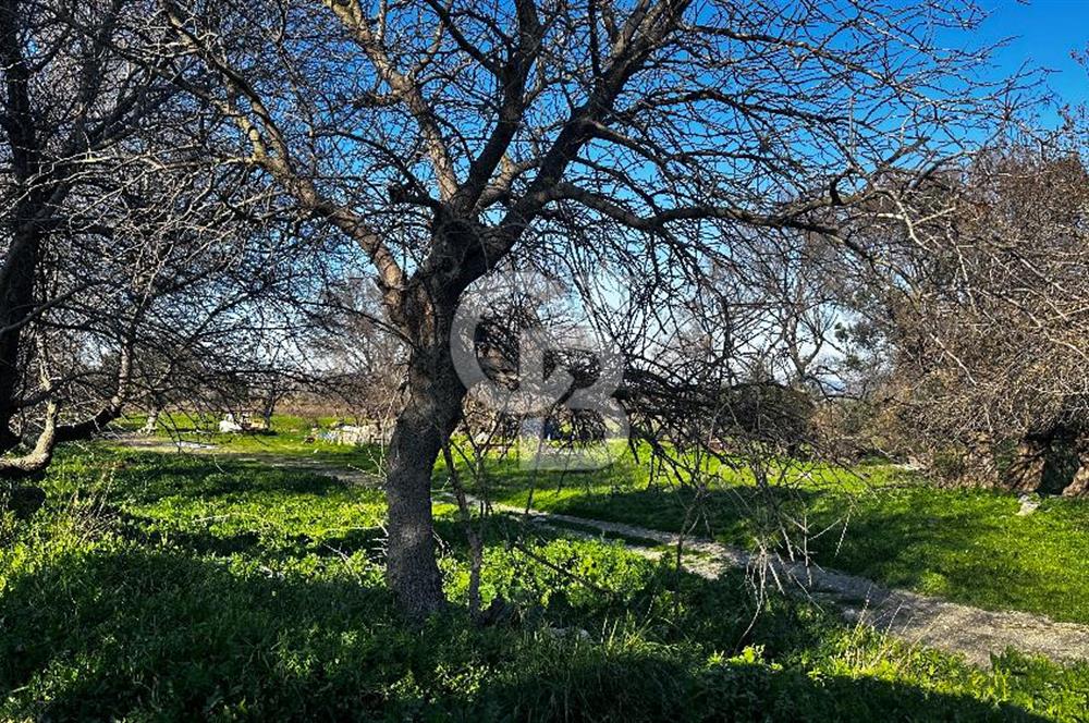 Seferhisar Sığacık'da Denize 500mt Mesafede Tarla