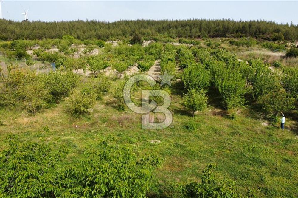 İzmir Bornova Yakaköy'de Doğayla İç İçe Satılık 428m2 Bağ
