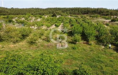 İzmir Bornova Yakaköy'de Doğayla İç İçe Satılık 428m2 Bağ