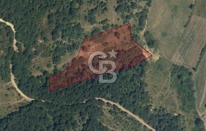 YALOVA ALTINOVA AKTOPRAK 7804m2 MÜSTAKİL TAPULU TARLA FIRSATI
