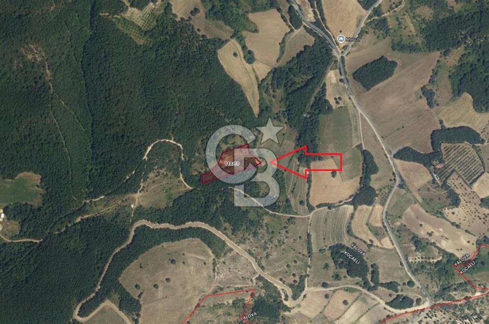YALOVA ALTINOVA AKTOPRAK 7804m2 MÜSTAKİL TAPULU TARLA FIRSATI