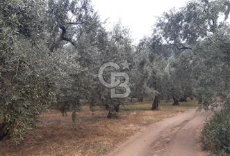 ORANGAZİ NARLICADA İZNİK GÖLÜ YANINDA SATILIK 1975M2 ZEYTİNLİK.! - 10 - 371345