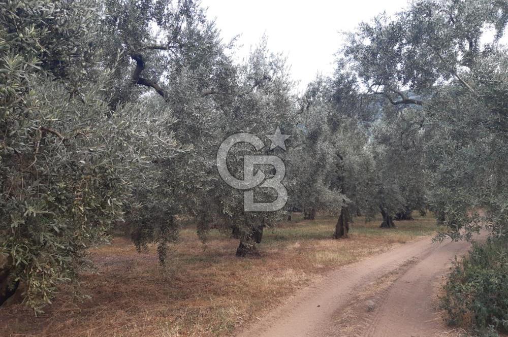 ORANGAZİ NARLICADA İZNİK GÖLÜ YANINDA SATILIK 1975M2 ZEYTİNLİK.!