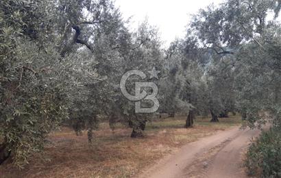 ORANGAZİ NARLICADA İZNİK GÖLÜ YANINDA SATILIK 1975M2 ZEYTİNLİK.!
