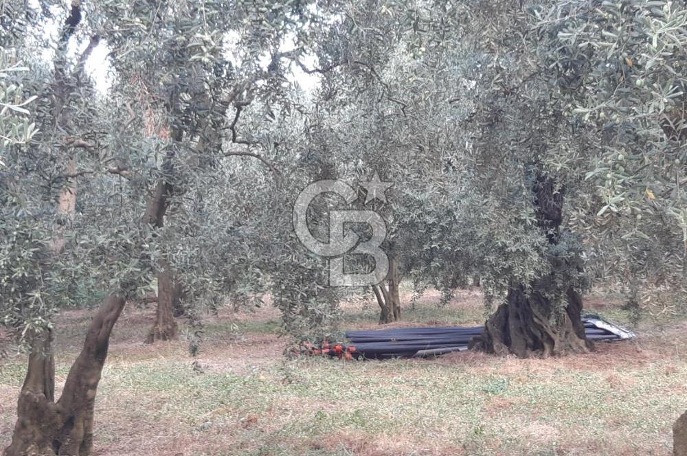 ORANGAZİ NARLICADA İZNİK GÖLÜ YANINDA SATILIK 1975M2 ZEYTİNLİK.!