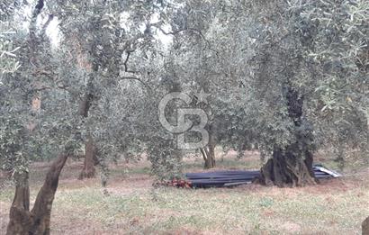 ORANGAZİ NARLICADA İZNİK GÖLÜ YANINDA SATILIK 1975M2 ZEYTİNLİK.!