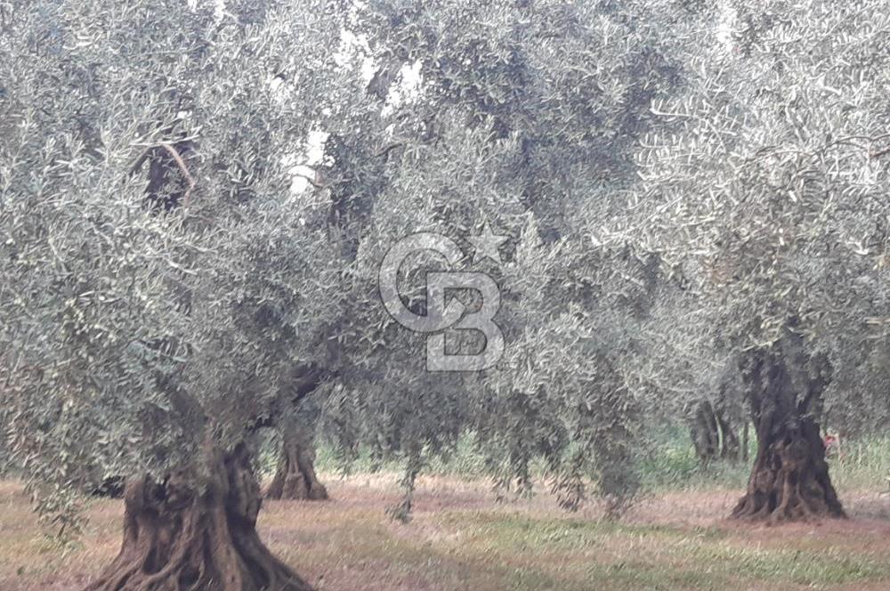 ORANGAZİ NARLICADA İZNİK GÖLÜ YANINDA SATILIK 1975M2 ZEYTİNLİK.!