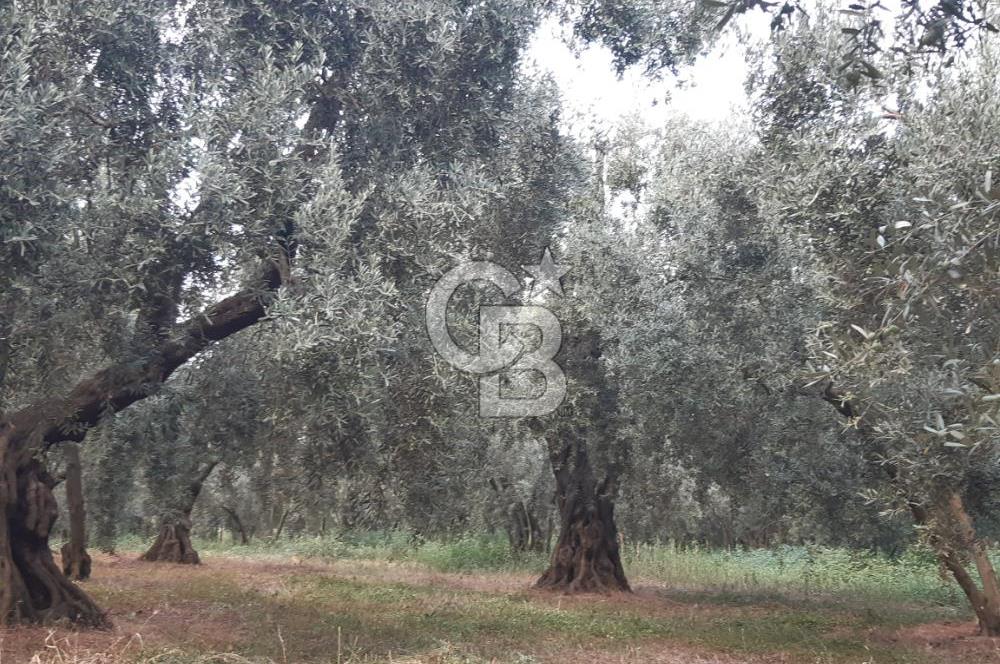 ORANGAZİ NARLICADA İZNİK GÖLÜ YANINDA SATILIK 1975M2 ZEYTİNLİK.!