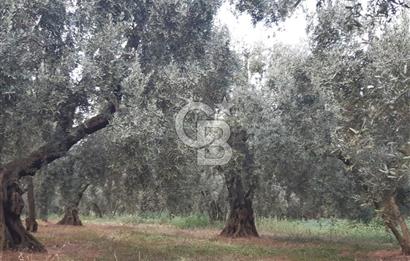 ORANGAZİ NARLICADA İZNİK GÖLÜ YANINDA SATILIK 1975M2 ZEYTİNLİK.!