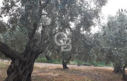 ORANGAZİ NARLICADA İZNİK GÖLÜ YANINDA SATILIK 1975M2 ZEYTİNLİK.!
