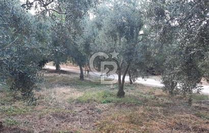 ORANGAZİ NARLICADA İZNİK GÖLÜ YANINDA SATILIK 1975M2 ZEYTİNLİK.!