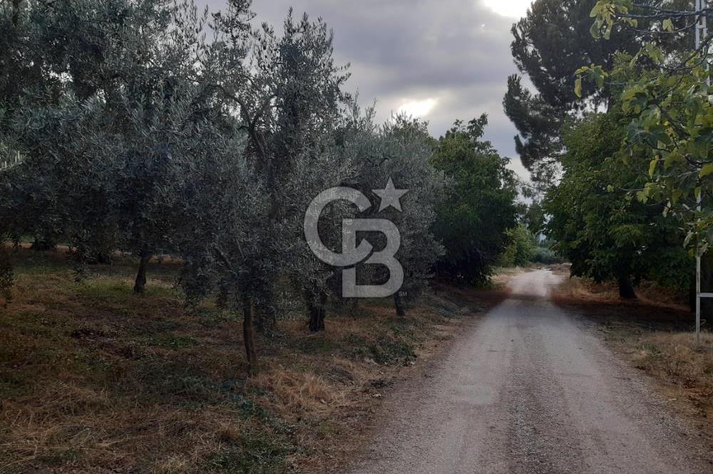 ORANGAZİ NARLICADA İZNİK GÖLÜ YANINDA SATILIK 1975M2 ZEYTİNLİK.!
