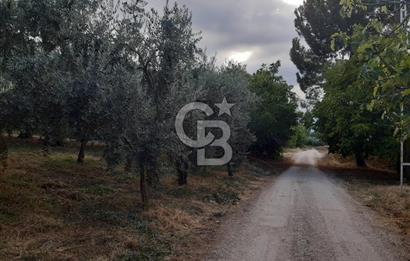 ORANGAZİ NARLICADA İZNİK GÖLÜ YANINDA SATILIK 1975M2 ZEYTİNLİK.!