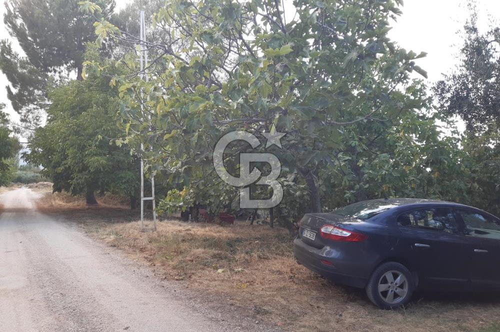 ORANGAZİ NARLICADA İZNİK GÖLÜ YANINDA SATILIK 1975M2 ZEYTİNLİK.!