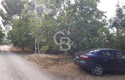 ORANGAZİ NARLICADA İZNİK GÖLÜ YANINDA SATILIK 1975M2 ZEYTİNLİK.!