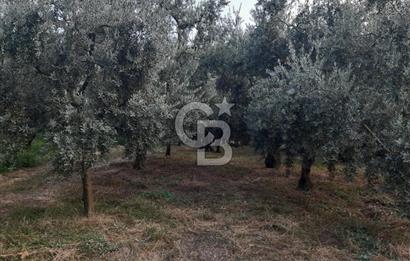 ORANGAZİ NARLICADA İZNİK GÖLÜ YANINDA SATILIK 1975M2 ZEYTİNLİK.!
