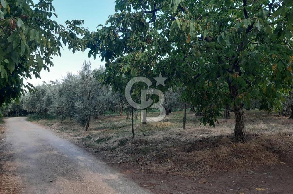ORANGAZİ NARLICADA İZNİK GÖLÜ YANINDA SATILIK 1975M2 ZEYTİNLİK.!