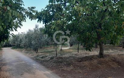 ORANGAZİ NARLICADA İZNİK GÖLÜ YANINDA SATILIK 1975M2 ZEYTİNLİK.!