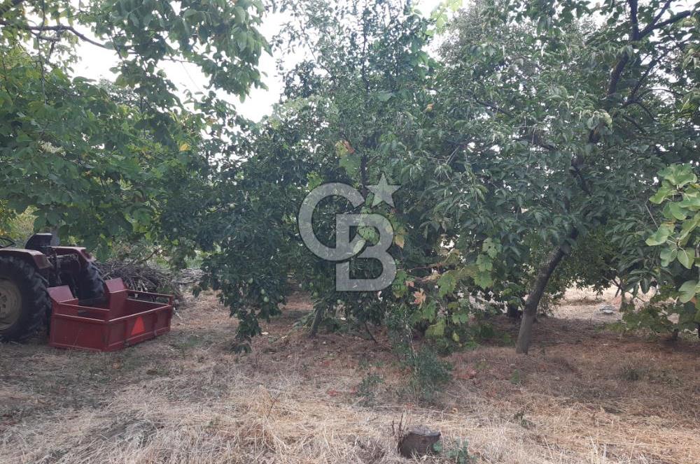 ORANGAZİ NARLICADA İZNİK GÖLÜ YANINDA SATILIK 1975M2 ZEYTİNLİK.!