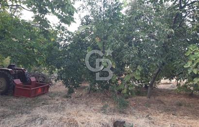 ORANGAZİ NARLICADA İZNİK GÖLÜ YANINDA SATILIK 1975M2 ZEYTİNLİK.!