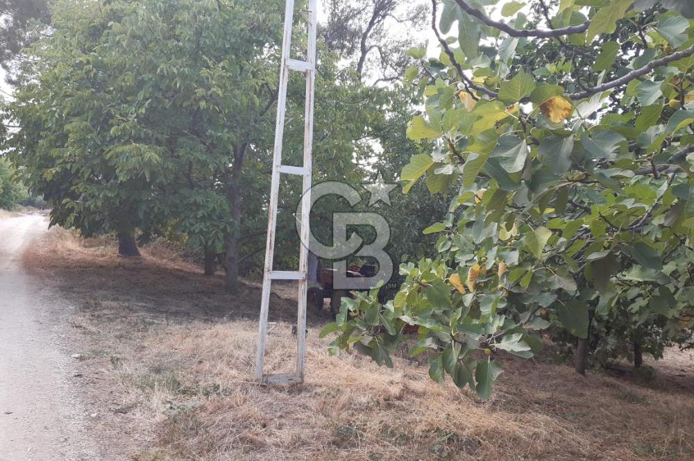 ORANGAZİ NARLICADA İZNİK GÖLÜ YANINDA SATILIK 1975M2 ZEYTİNLİK.!