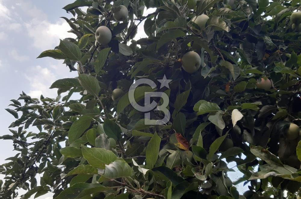 ORANGAZİ NARLICADA İZNİK GÖLÜ YANINDA SATILIK 1975M2 ZEYTİNLİK.!