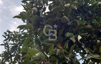 ORANGAZİ NARLICADA İZNİK GÖLÜ YANINDA SATILIK 1975M2 ZEYTİNLİK.!