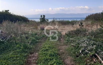 ORANGAZİ NARLICADA İZNİK GÖLÜ YANINDA SATILIK 1975M2 ZEYTİNLİK.!