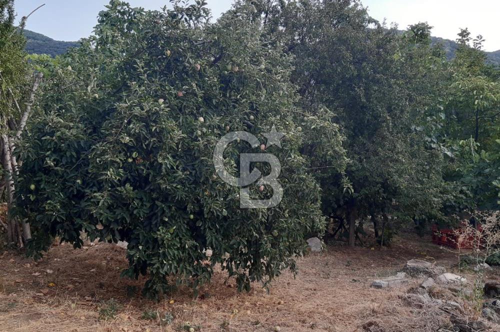 ORANGAZİ NARLICADA İZNİK GÖLÜ YANINDA SATILIK 1975M2 ZEYTİNLİK.!