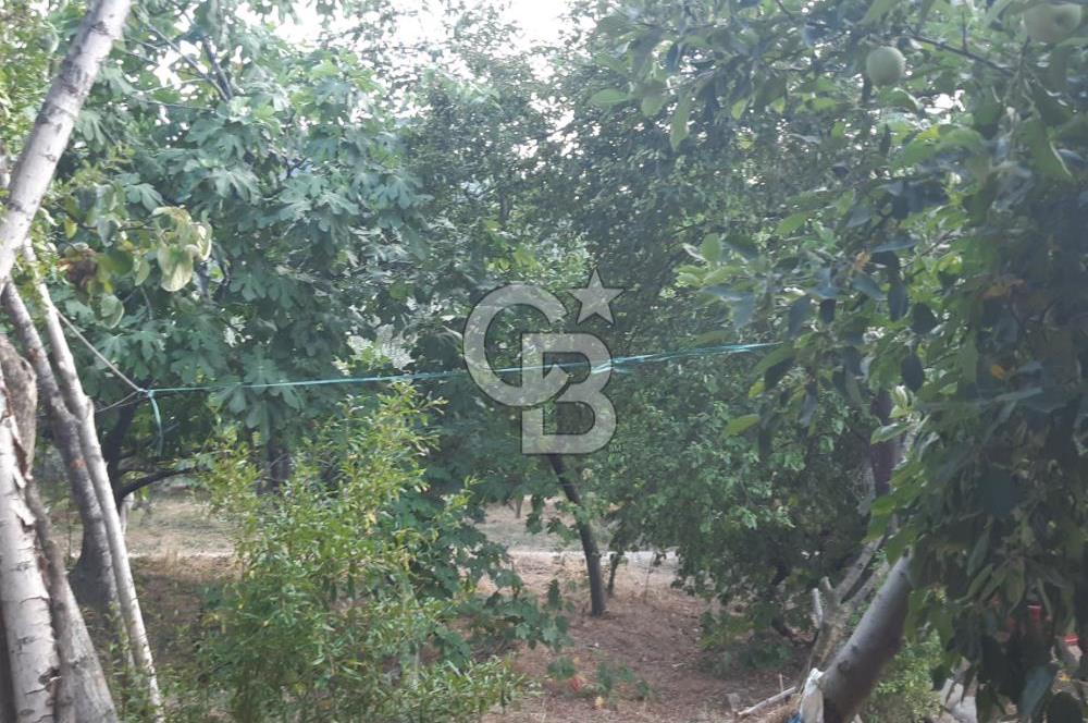 ORANGAZİ NARLICADA İZNİK GÖLÜ YANINDA SATILIK 1975M2 ZEYTİNLİK.!