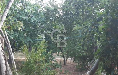 ORANGAZİ NARLICADA İZNİK GÖLÜ YANINDA SATILIK 1975M2 ZEYTİNLİK.!