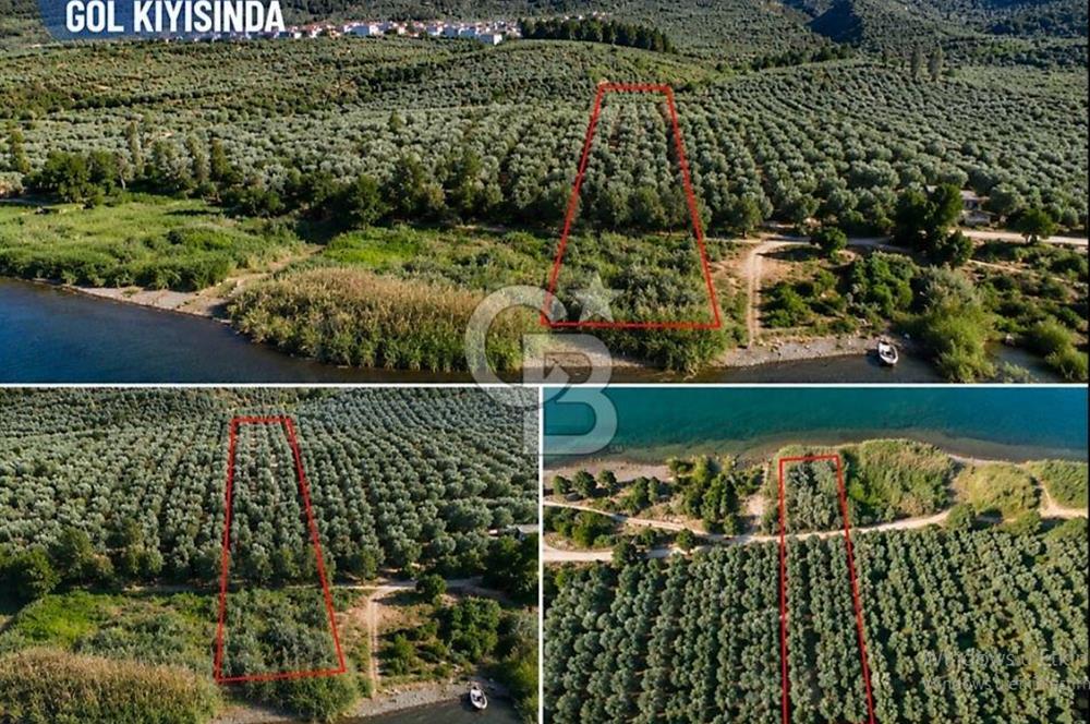 ORANGAZİ NARLICADA İZNİK GÖLÜ YANINDA SATILIK 1975M2 ZEYTİNLİK.!